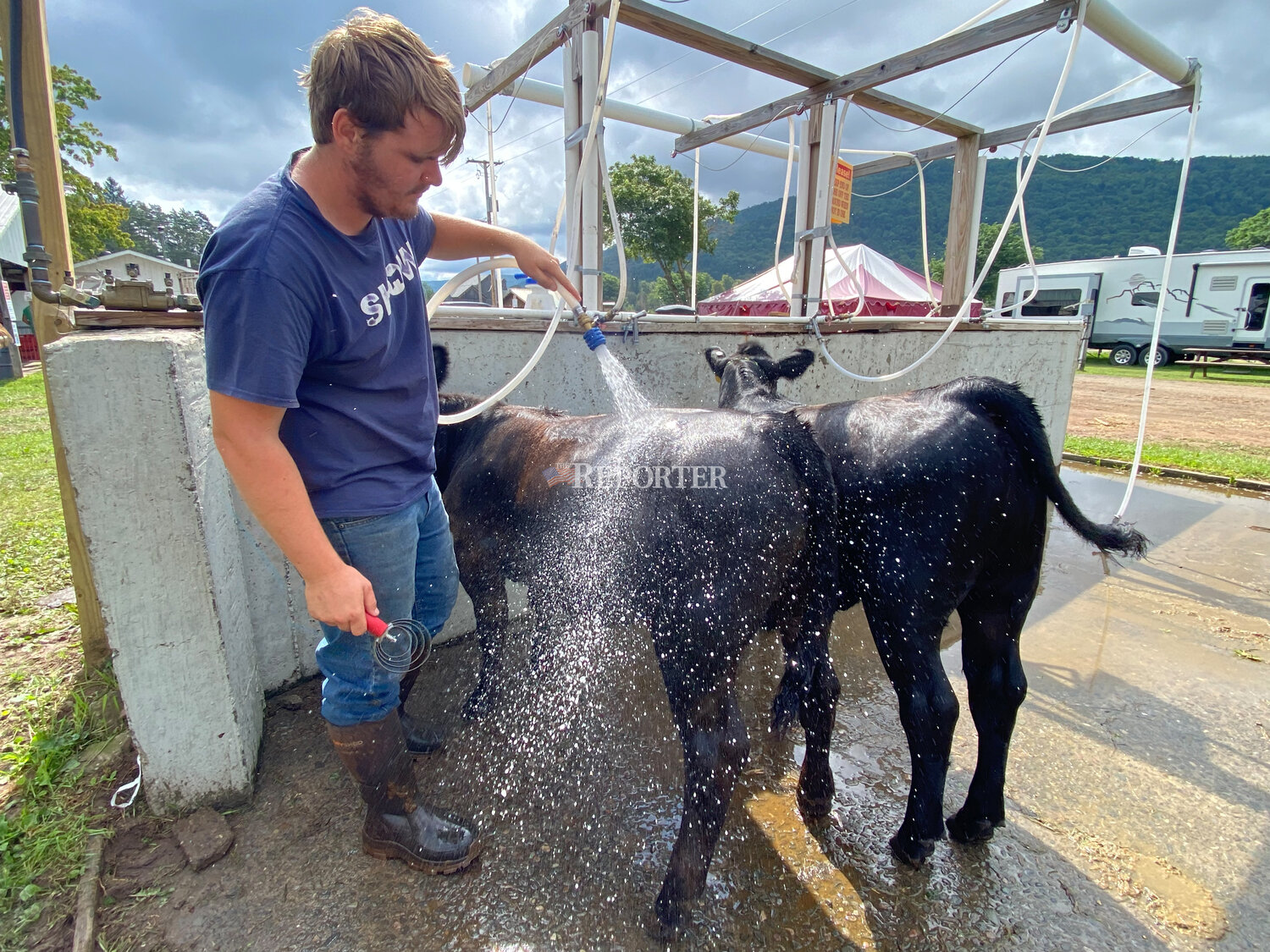 Cael Howland, Franklin, readies his calves Lola and Leila for market animal classes Sunday, Aug. 13.